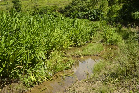 淡水濕地 Freshwater Wetland