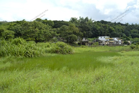 鹹淡水濕地 Brackish wetland