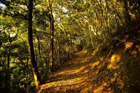 夕陽下的樹林 Forest under the setting sun