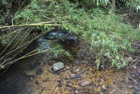 淡水河溪 Freshwater stream