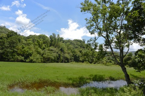 淡水濕地 Freshwater wetland