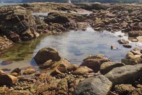 潮池 Tidal pool