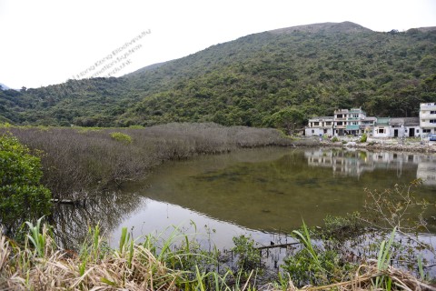 紅樹林 Mangrove