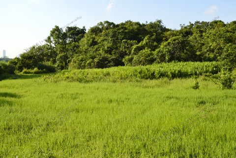 淡水濕地 Freshwater wetland