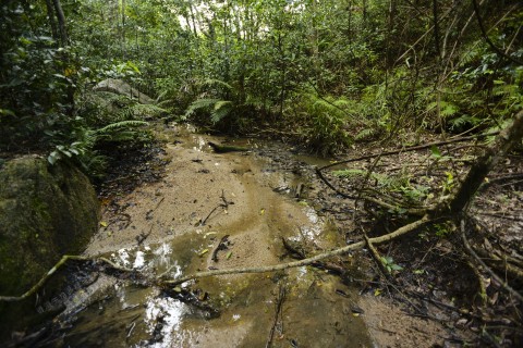 淡水河溪 Freshwater Stream