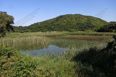 棄用魚塘和蘆葦床 Abandoned fishpond and reed bed