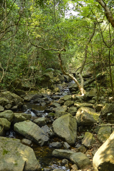 淡水溪流 Freshwater stream