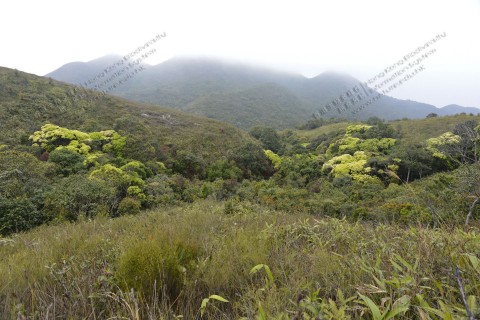 次生林 Secondary forest