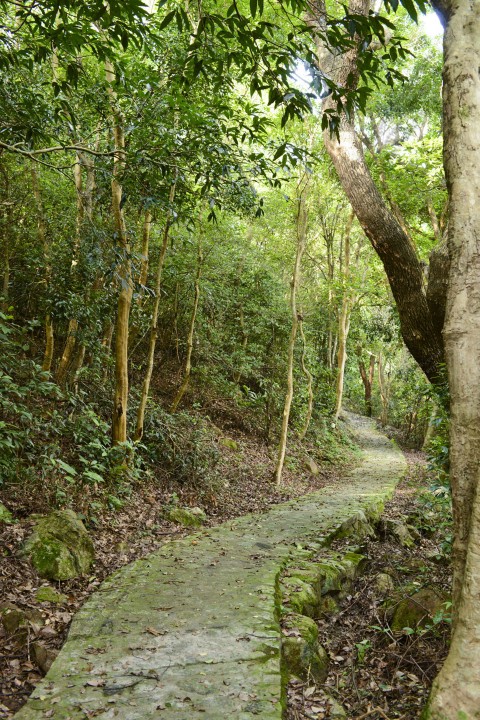 次生林 Secondary forest