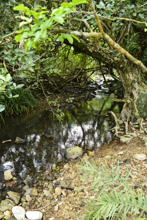 淡水河溪 Freshwater Stream