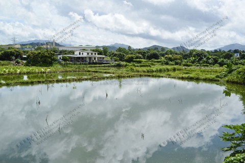 淡水濕地 Freshwater wetland