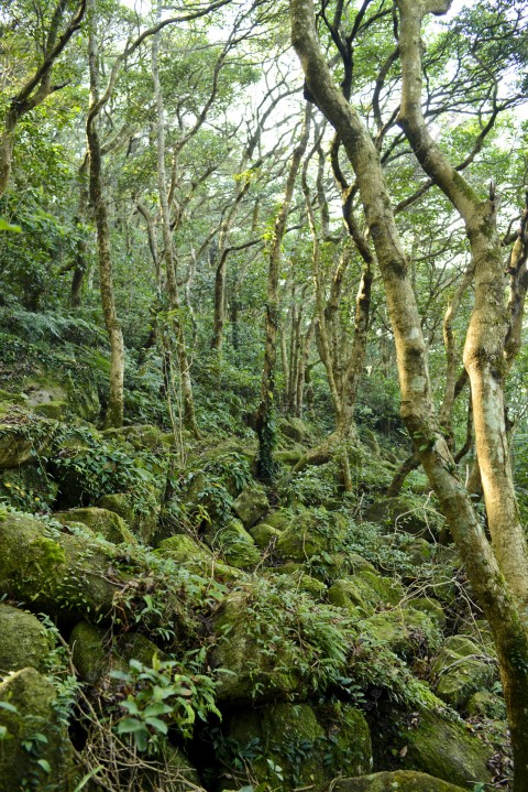 次生林 Secondary forest