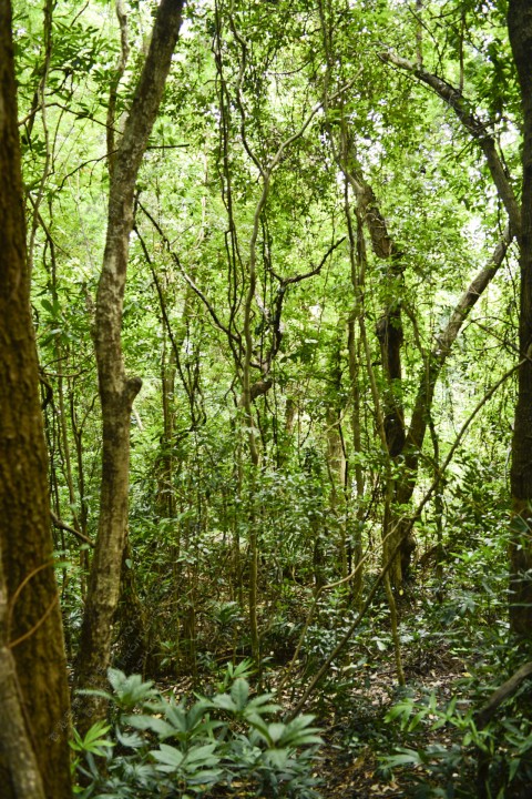 次生林 Secondary forest