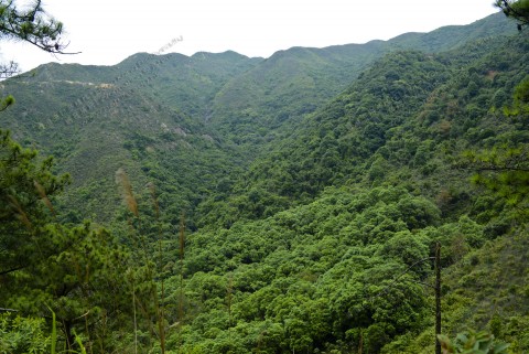 次生林 Secondary forest