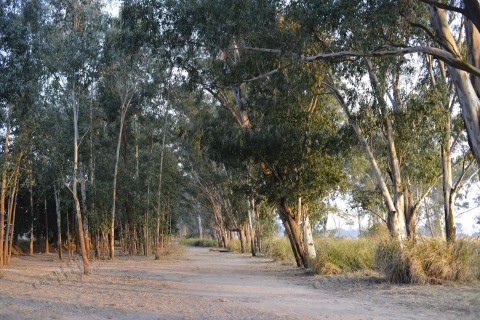 桉樹 Eucalyptus trees