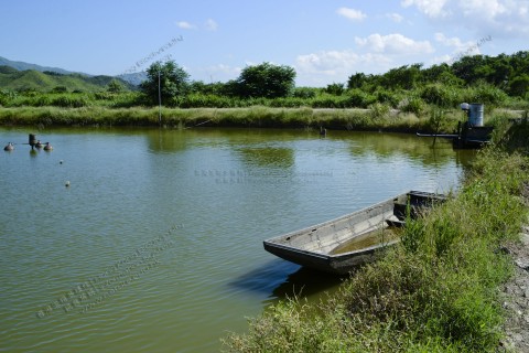 魚塘 Fishponds