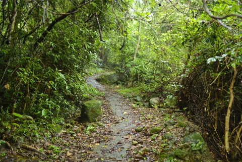 次生林 Secondary forest