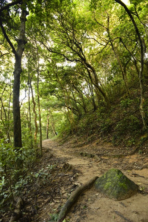 次生林 Secondary forest