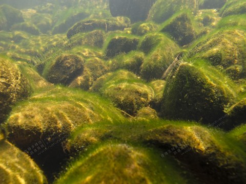 淡水河溪 Freshwater stream