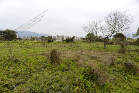 棄耕農田 Abandoned farmland