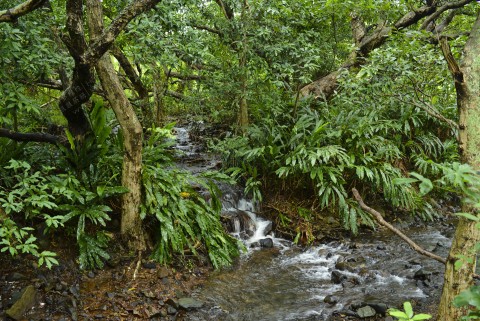 淡水河溪 Freshwater stream