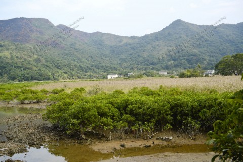 鹹淡水濕地 Brackish wetland