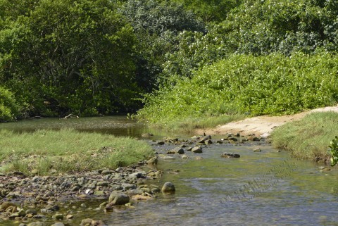 河口 Estuaries