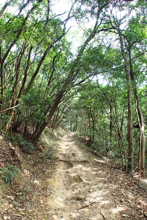 林道 Forest Trail