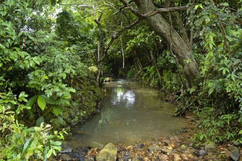 淡水河溪 Freshwater Stream 