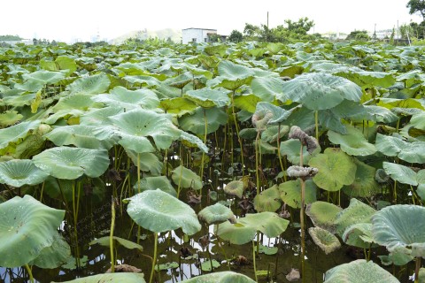 淡水濕地 Freshwater wetland