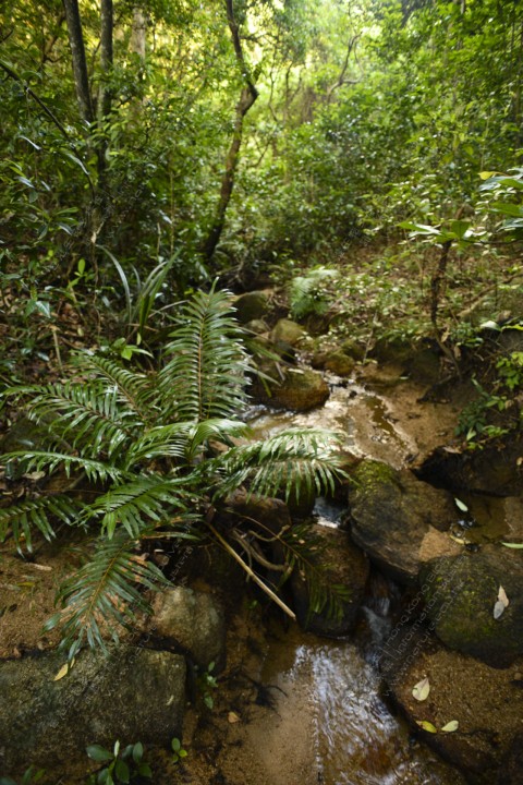 淡水河溪 Freshwater Stream