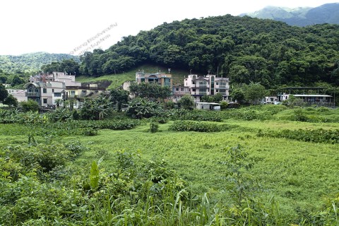 棄耕農田 Abandoned farmland 