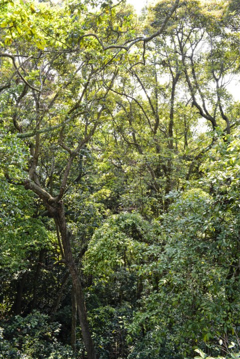 次生林 Secondary forest