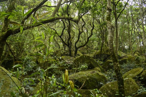 次生林 Secondary forest