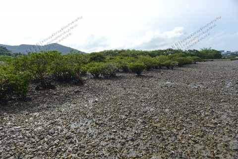 紅樹林 Mangrove