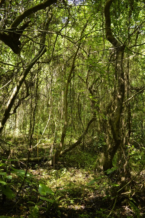 次生林 Secondary forest