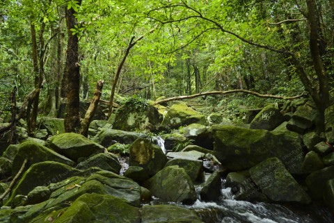 淡水河溪 Freshwater stream