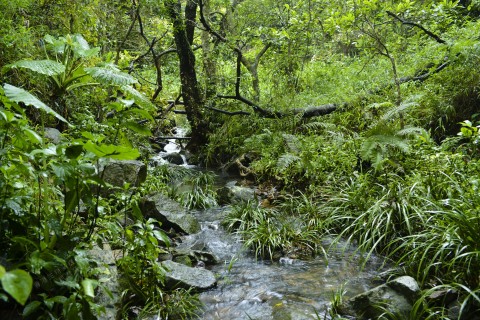 淡水河溪 Freshwater Stream