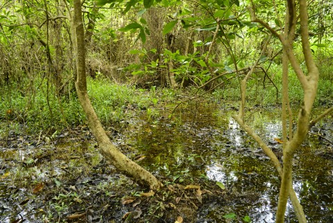 淡水濕地 Freshwater wetland