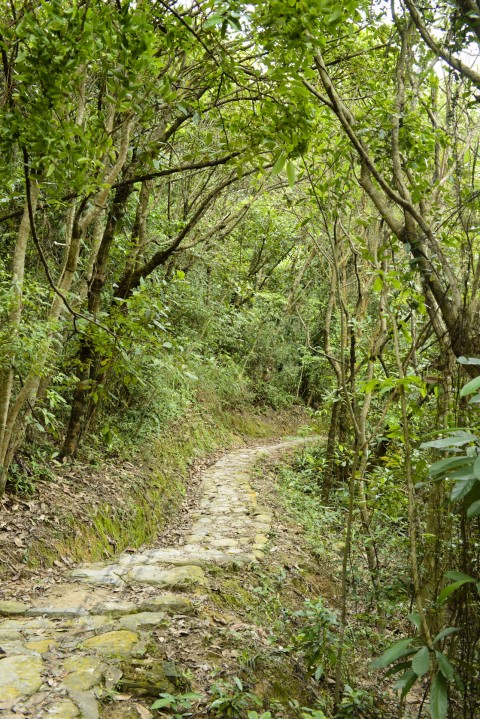 次生林 Secondary forest