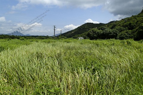 鹹淡水濕地 Brackish wetland 