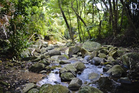 淡水溪流 Freshwater stream