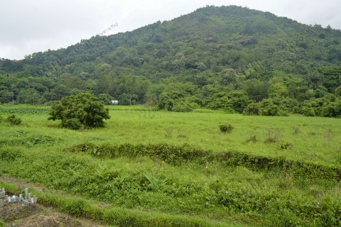 棄耕農田 Abandoned farmland