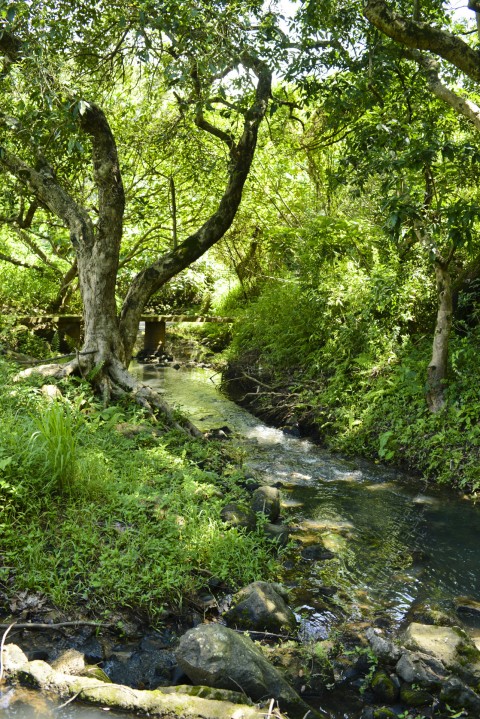 淡水河溪 Freshwater stream