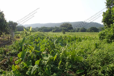 淡水濕地 Freshwater wetland