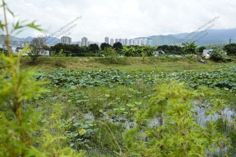 淡水濕地 Freshwater wetland