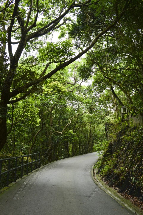 次生林 Secondary forest