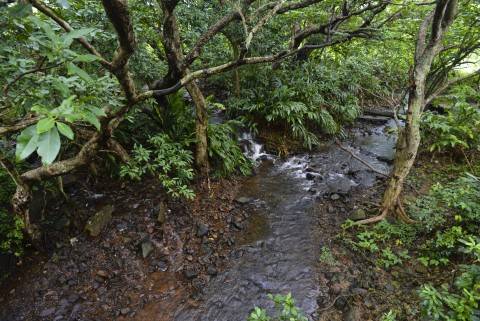 淡水河溪 Freshwater stream