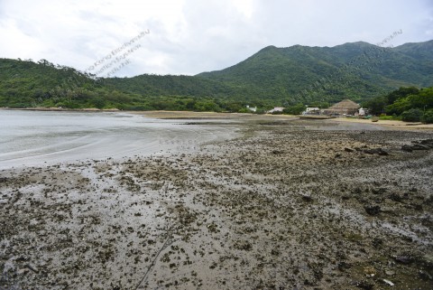 泥灘 Mudflat