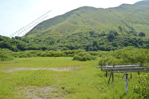 鹹淡水濕地 Brackish wetland